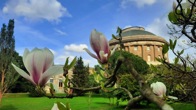 Magnolia blooms in the Italianate Garden with a view of Ickworth Rotunda in the background